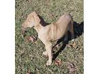 Adopt Silas a Tan/Yellow/Fawn Labrador Retriever / Shepherd (Unknown Type) /