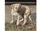 Adopt Braylee a Tan/Yellow/Fawn - with White Labrador Retriever / Shepherd