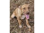 Adopt Trace a Red/Golden/Orange/Chestnut - with White Labrador Retriever /