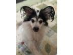 Adopt Rui a White - with Gray or Silver Papillon / Mixed dog in Encino