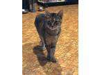 Adopt Princeton A Brown Tabby Domestic Shorthair (short Coat) Cat In ...