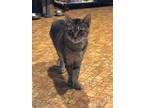 Adopt Princeton a Brown Tabby Domestic Shorthair (short coat) cat in Houston