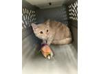 Adopt 54916614 a Orange or Red Domestic Shorthair / Domestic Shorthair / Mixed