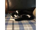 Adopt Davita a Black & White or Tuxedo Domestic Shorthair (short coat) cat in