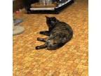 Adopt Jellyroll a Tortoiseshell Domestic Shorthair (short coat) cat in Houston