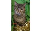 Adopt Muriel a Tiger Striped Domestic Shorthair (short coat) cat in Colfax