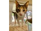 Adopt Ilani a Domestic Shorthair / Mixed (short coat) cat in Napa, CA (39585787)