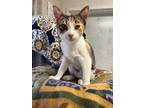 Adopt Ilani a Domestic Shorthair / Mixed (short coat) cat in Napa, CA (39585787)