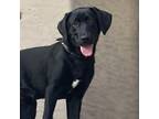 Adopt Willow a Black Labrador Retriever dog in Vail, AZ (40112013)