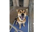 Adopt Eleanor a Shiba Inu / Mixed dog in Midland, TX (40112003)
