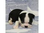 Boston Terrier Puppy for sale in Mount Olive, NC, USA