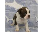 Boston Terrier Puppy for sale in Mount Olive, NC, USA