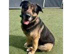 Adopt Cookies - Gentle Giant a Tricolor (Tan/Brown & Black & White) Rottweiler /