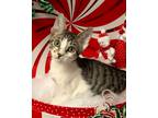 Adopt 9/9 - Mista Dixie a Domestic Shorthair / Mixed (short coat) cat in
