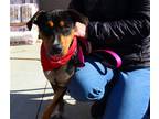 Adopt Roxy a Black - with Tan, Yellow or Fawn Hound (Unknown Type) / Mixed dog