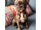 French Bulldog Puppy for sale in Johnstown, PA, USA