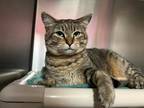 Adopt Sylvie a Domestic Shorthair / Mixed (short coat) cat in Lansing