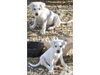 Adopt Zena a White Xoloitzcuintle/Mexican Hairless / Mixed dog in Casa Grande