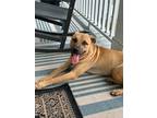 Adopt Belikin COURTESY POST a Tan/Yellow/Fawn - with Black Pit Bull Terrier /