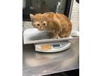 Adopt MELLO a Orange or Red Domestic Shorthair / Domestic Shorthair / Mixed cat
