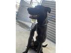 Adopt Wrangler a Black Labrador Retriever / Mixed dog in Baton Rouge