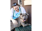 Adopt Ka Gerous-IN FOSTER a Gray/Blue/Silver/Salt & Pepper Mixed Breed (Large) /