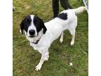 Adopt Jolene a White Pointer / Mixed Breed (Medium) / Mixed (short coat) dog in