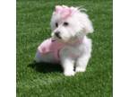 Maltese Puppy for sale in Palmdale, CA, USA