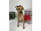 Adopt Malia a Brown/Chocolate Black Mouth Cur / Mixed dog in Picayune