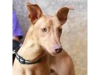 Adopt Kash, smart & fun cutie! a Brown/Chocolate - with Tan Whippet / Hound