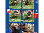 Dachshund Puppy for sale in Stilwell, OK, USA