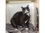Adopt Ashlee a Gray or Blue Domestic Shorthair / Domestic Shorthair / Mixed cat
