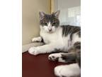 Adopt Pickles a White Domestic Shorthair / Domestic Shorthair / Mixed cat in