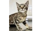 Adopt Shimmer a Brown or Chocolate Domestic Shorthair / Domestic Shorthair /