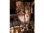 Adopt Jonas a Brown Tabby Domestic Shorthair (short coat) cat in Broadway