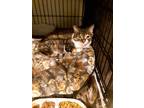 Adopt Ladybug a Brown Tabby Domestic Shorthair (short coat) cat in Broadway