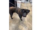 Adopt Zeus a Mixed Breed (Medium) / Mixed dog in Jonesboro, AR (40102574)