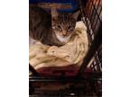 Adopt Beachnut a Brown Tabby Domestic Shorthair (short coat) cat in Broadway