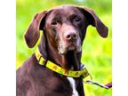 Adopt MIA a Brown/Chocolate - with White Labrador Retriever / Mixed dog in