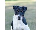 Adopt Teddy a Black - with White Terrier (Unknown Type, Small) / Mixed dog in
