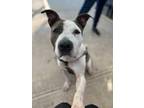 Adopt Bentley a White - with Gray or Silver Pit Bull Terrier / American