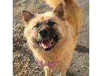 Adopt Narang a Brown/Chocolate - with Black Chow Chow / Jindo / Mixed dog in