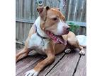 Adopt Rooster a Brown/Chocolate - with White Boxer / American Pit Bull Terrier /