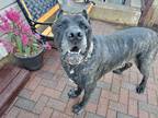 Adopt Duke a Brindle Cane Corso / Mixed dog in O'Fallon, MO (26794147)
