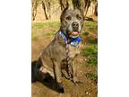 Adopt Bishop a Gray/Silver/Salt & Pepper - with White Cane Corso / Mixed dog in