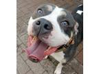 Adopt Bane *Loves to Run* a Gray/Silver/Salt & Pepper - with White Staffordshire