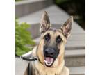 Adopt Guardian a Black - with Tan, Yellow or Fawn German Shepherd Dog / Mixed