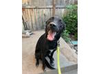 Adopt Zeke a Black - with White Shepherd (Unknown Type) / Mixed dog in Calgary