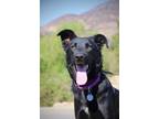 Adopt Blissy a Black - with White Border Collie / German Shepherd Dog / Mixed