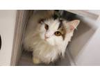 Adopt Whitney a Domestic Longhair / Mixed (long coat) cat in Heber